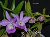 Bc. Little Mermaid 'Janet' AMAOS и Brassocattleya Binosa